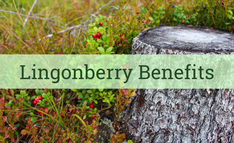 Lingonberry Leaves (Vaccinium vitis-idaea ) Health benefits