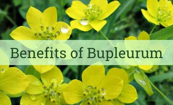 Benefits of Bupleurum Tea