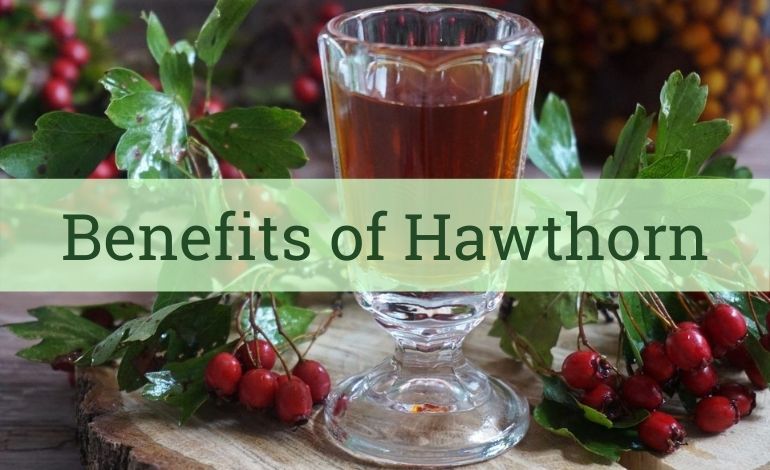 Benefits of Hawthorn