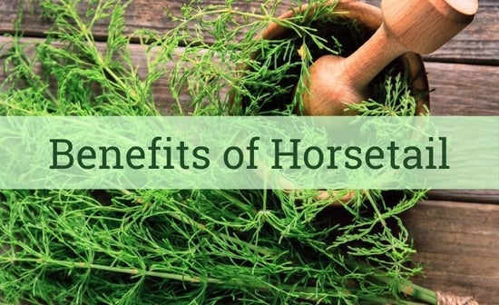 Health Benefits of Horsetail - One of the Oldest Plants on the Planet