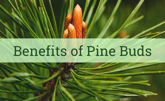 Health Benefits of Pine Bud Tea