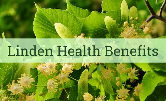 Linden Tea: What is it Good for?