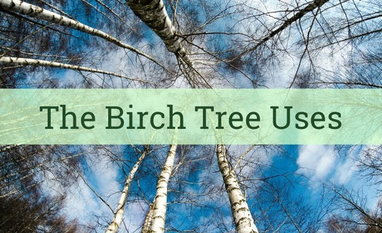 The Birch Tree: an Elegant Force of Nature