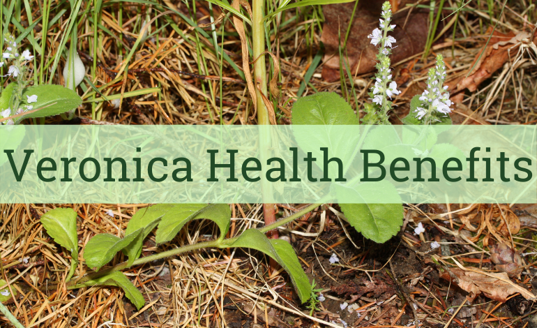 Speedwell (Veronica officinalis) Herb Health Benefits Blog Post