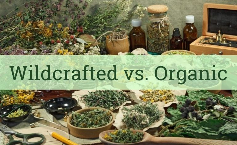 What's the Difference between Wildcrafted and Organic Herbs?