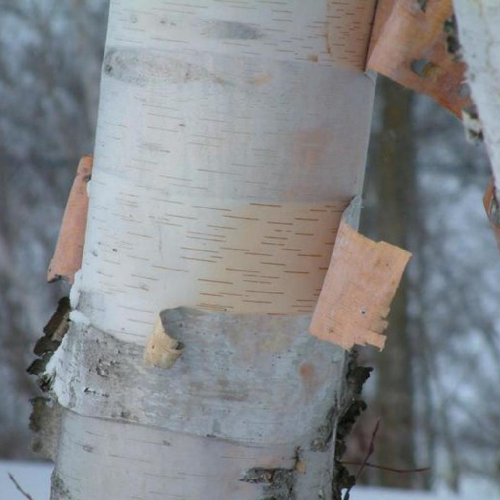 Birch bark: Waterproof, rot resistant, natural and 100% renewable