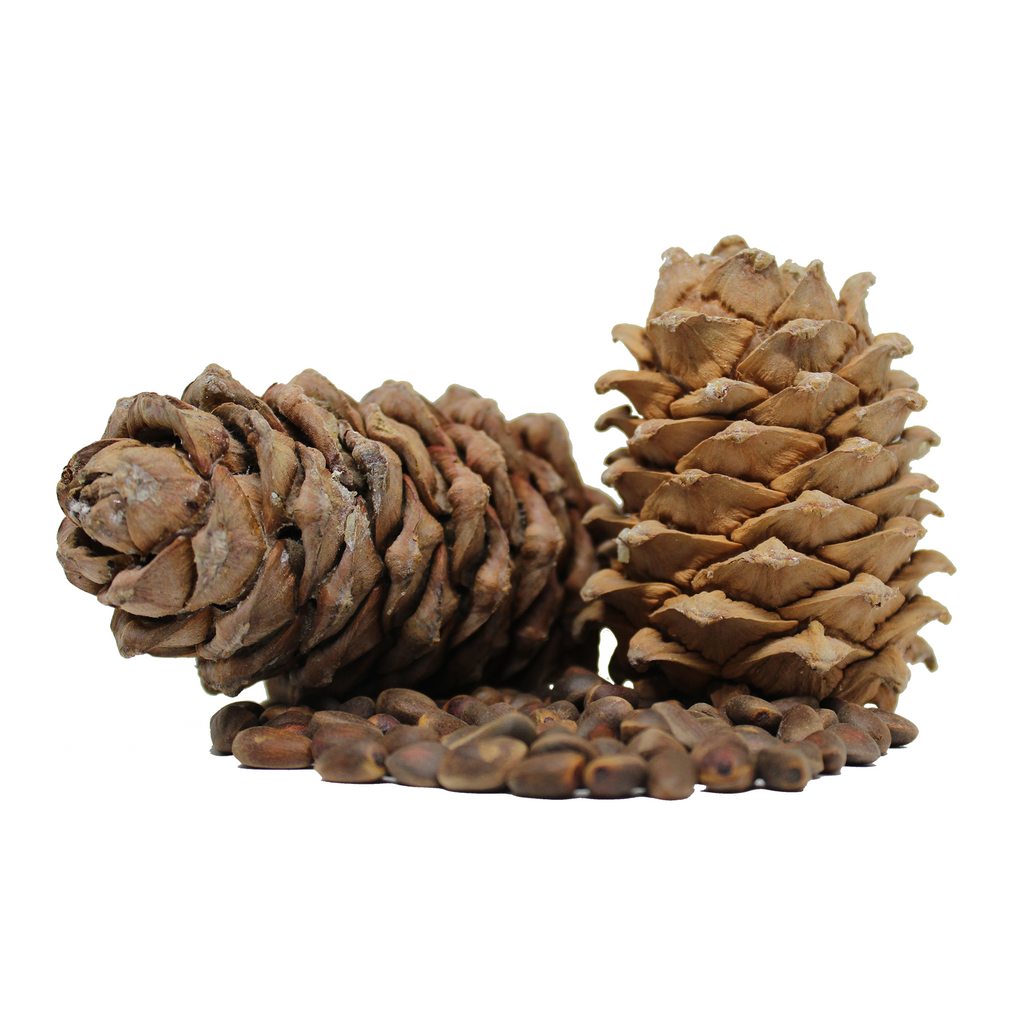Aroma ChaiTea Siberian Cedar Cone with Nuts
